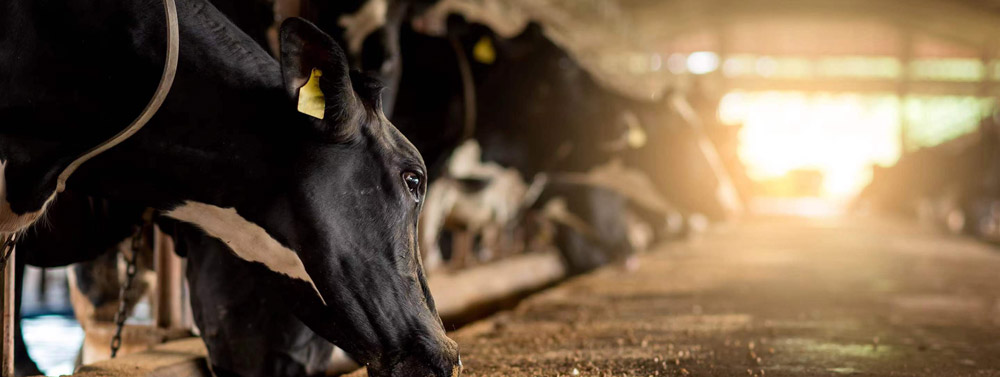 推进畜牧业甲烷减排及减污降碳协同控制建议